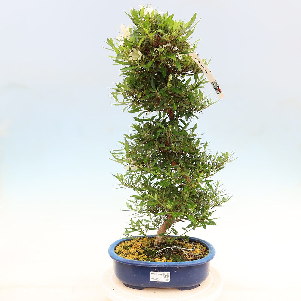 Bonsai voor buiten - Japanse Azalea - Azalea Hakurin