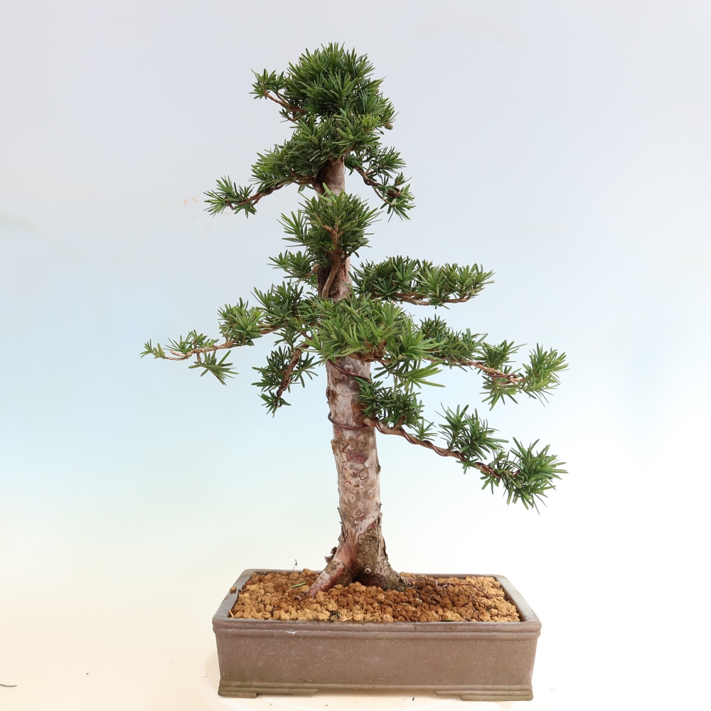 Bonsai voor buiten - Taxus cuspidata - Japanse Taxus