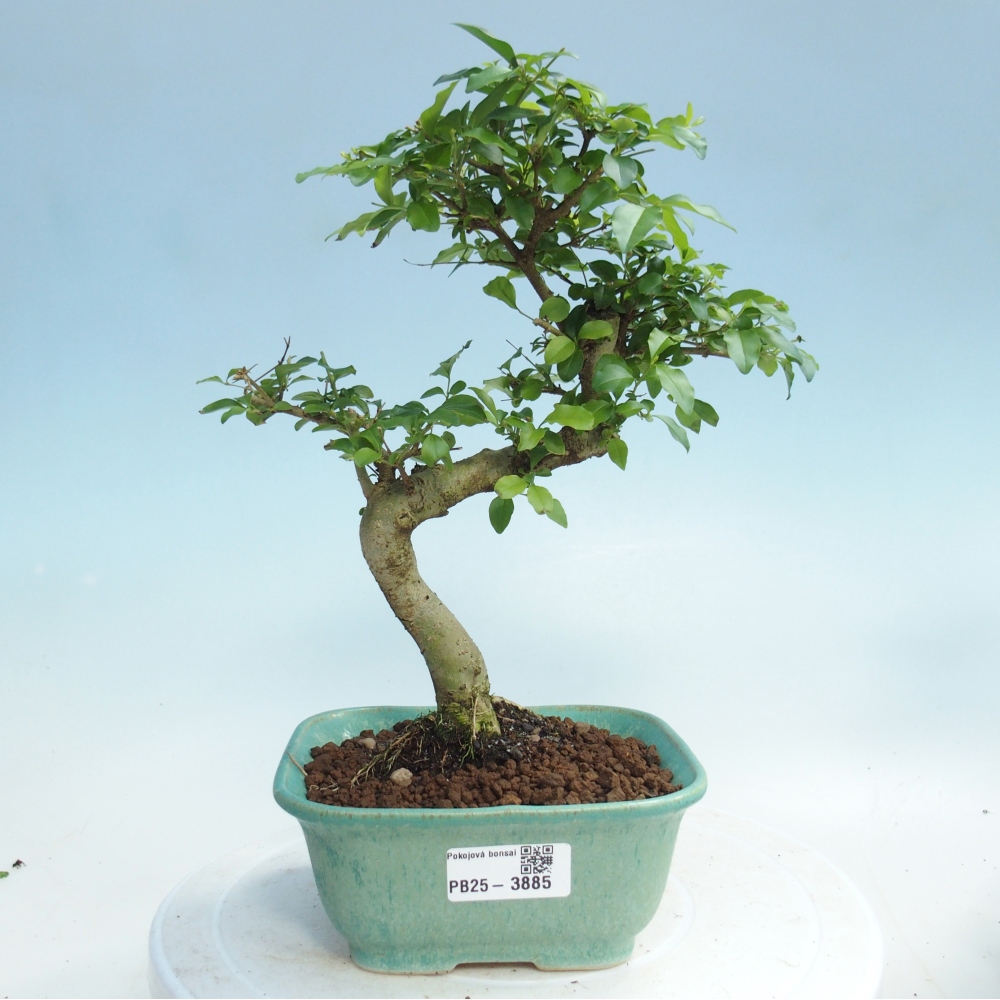 Kamerbonsai -Ligustrum chinensis - Vogelsnavel