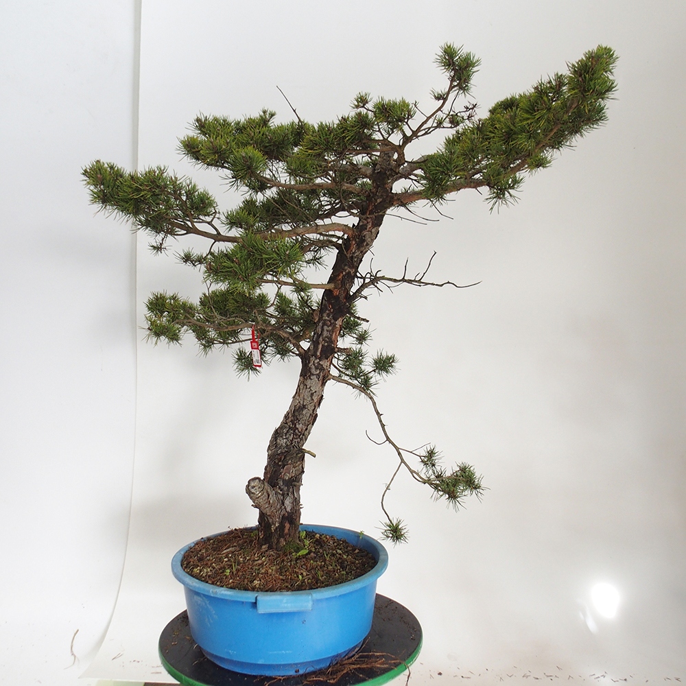 Yamadori - Pinus sylvestris Spanje