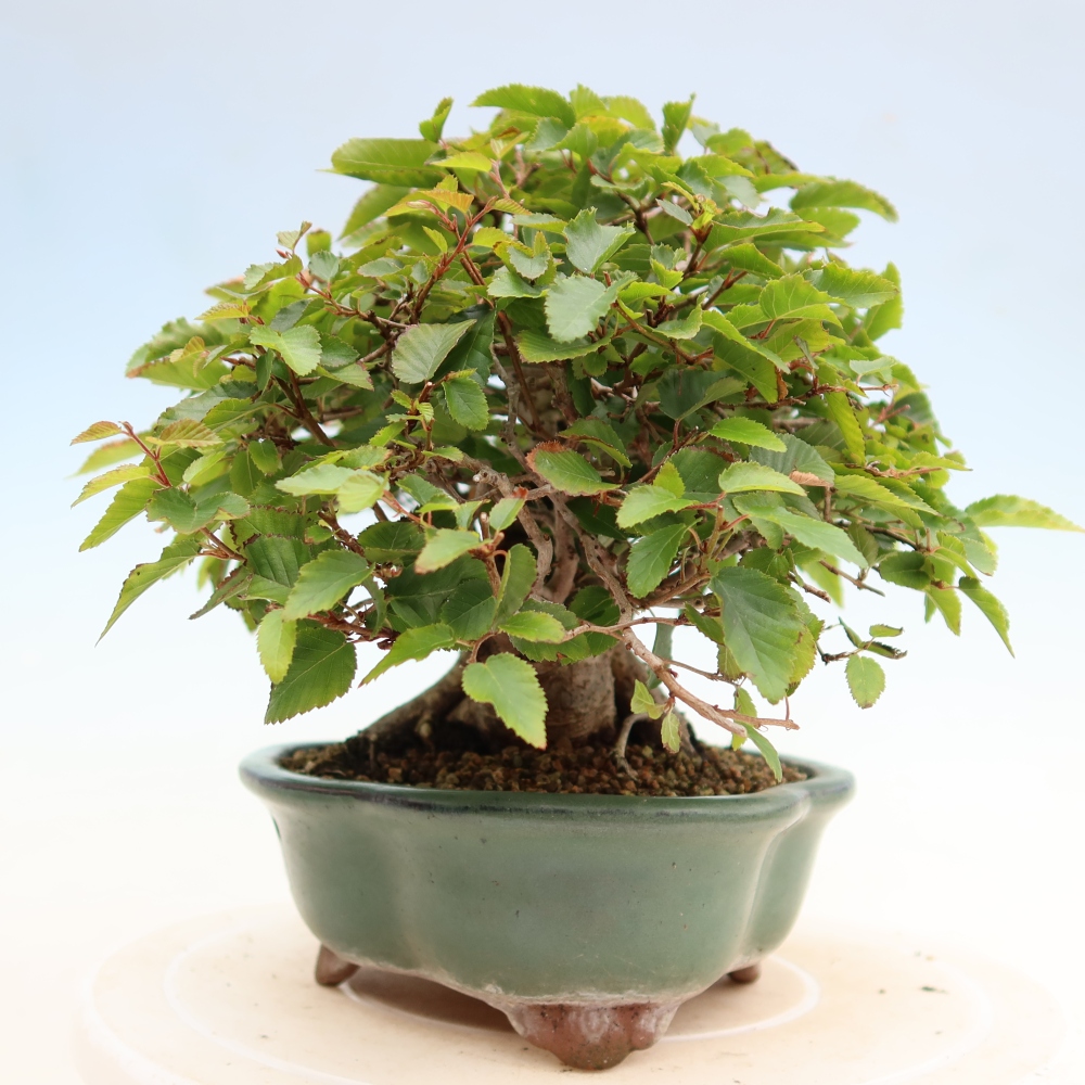 Bonsai voor buiten -Carpinus Coreana - Koreaanse haagbeuk