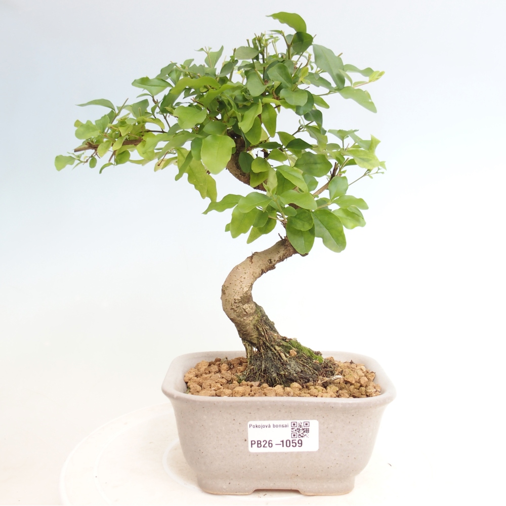 Kamerbonsai -Ligustrum chinensis - Vogelsnavel