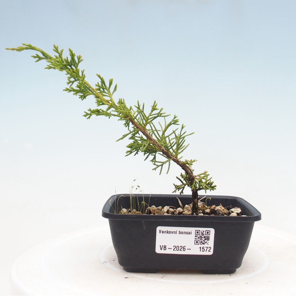 Bonsai voor buiten - Juniperus chinensis Itoigawa