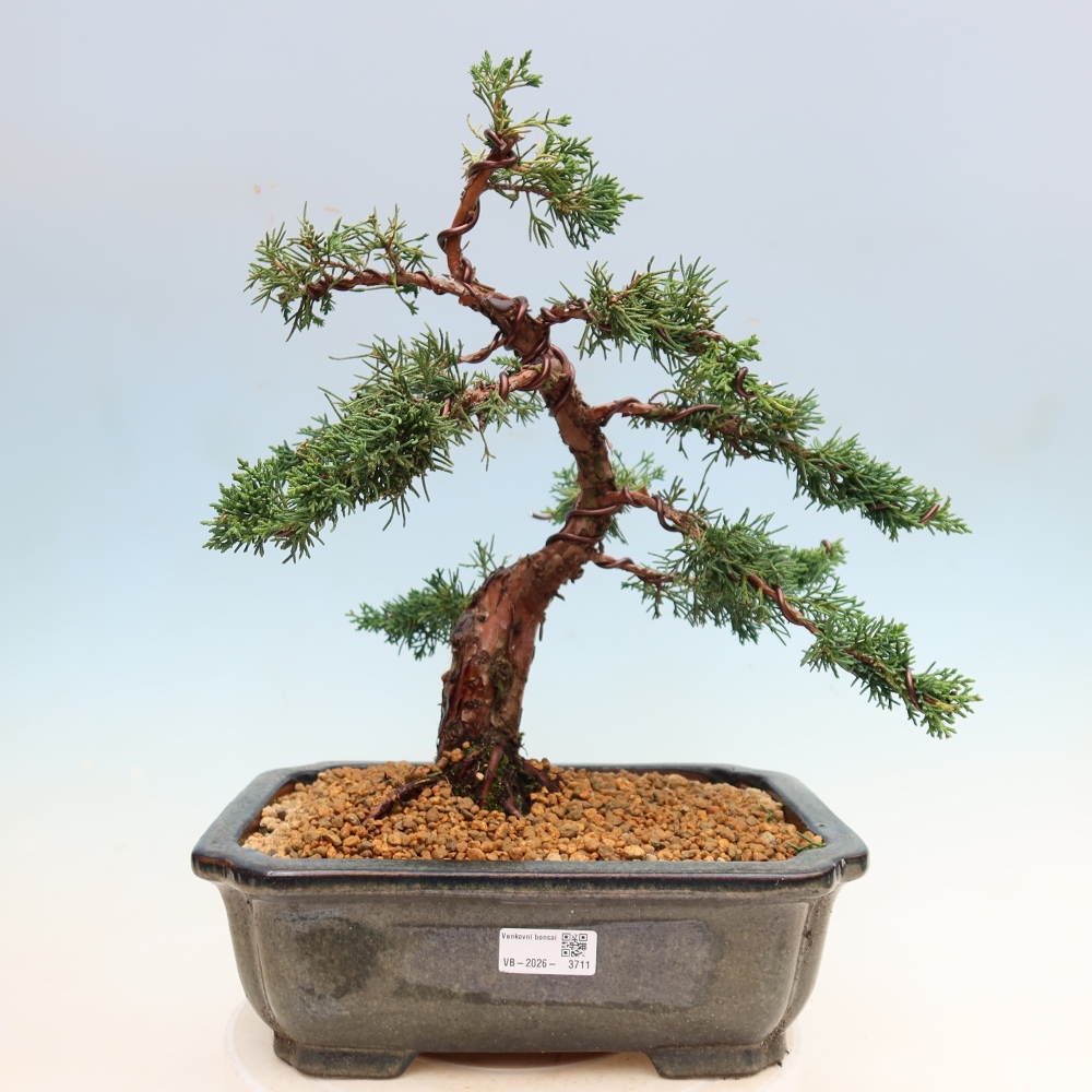 Bonsai voor buiten - Juniperus chinensis Kishu