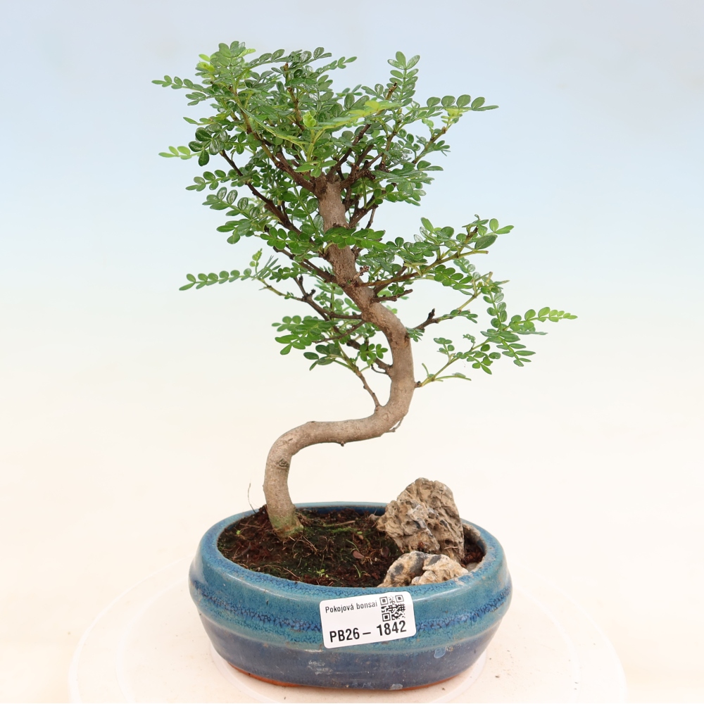 Kamerbonsai - Zantoxylum piperitum - peperboom