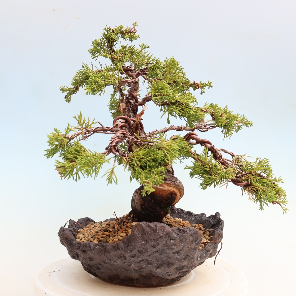 Bonsai voor buiten - Juniperus chinensis Itoigawa-Juniperus chinensis