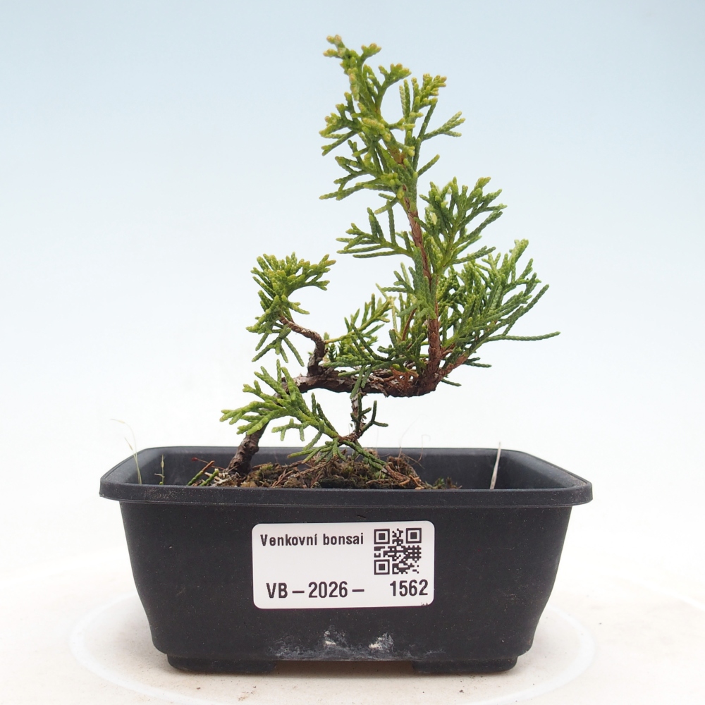 Bonsai voor buiten - Juniperus chinensis Itoigawa