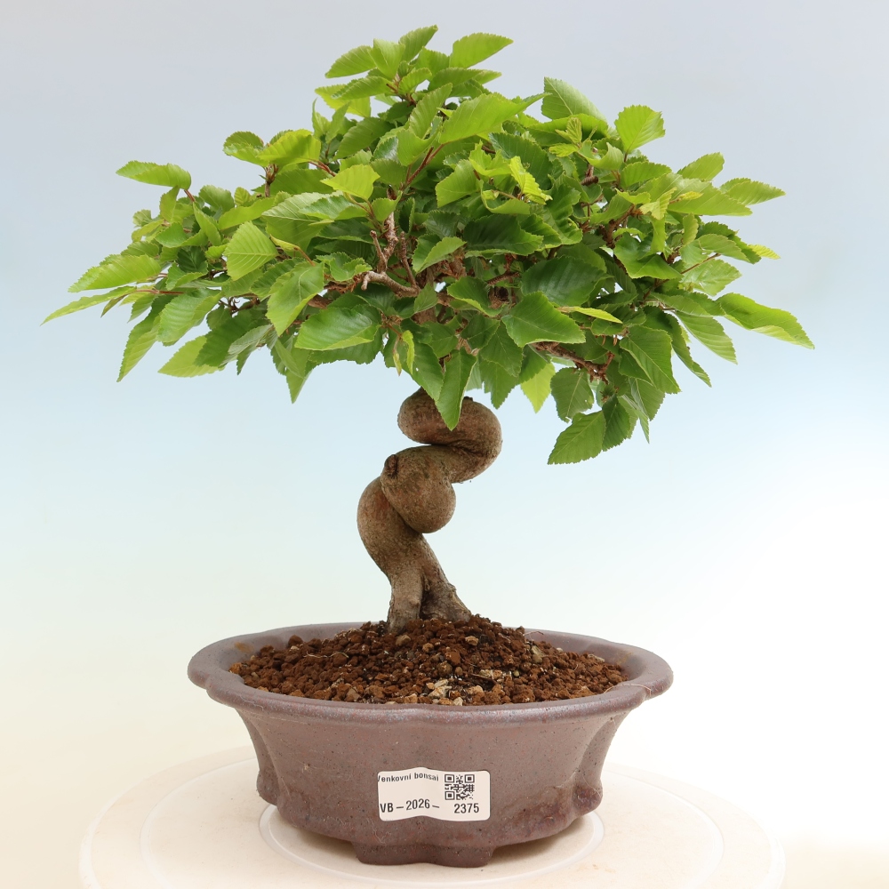 Bonsai voor buiten -Carpinus Coreana - Koreaanse haagbeuk