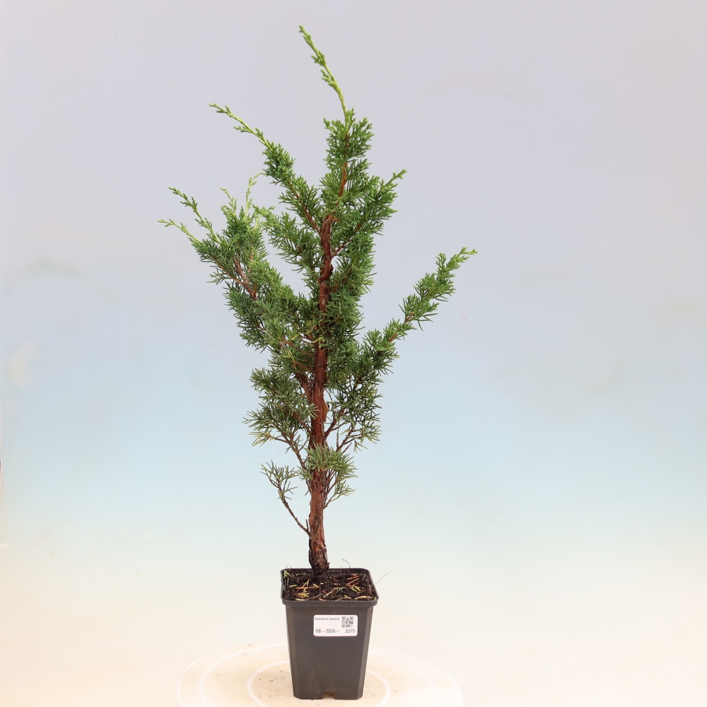 Bonsai voor buiten - Juniperus chinensis Kishu