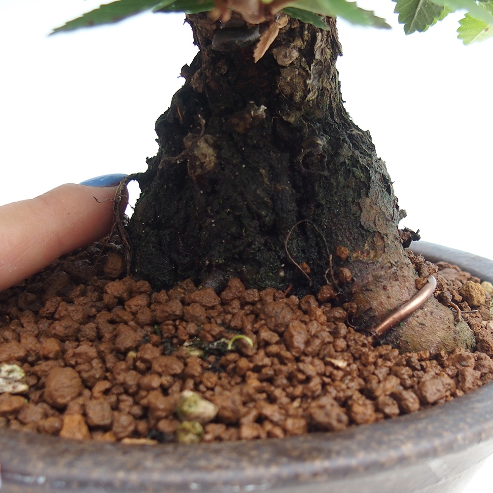 Bonsai voor buiten - Zelkova - Zelkova NIRE