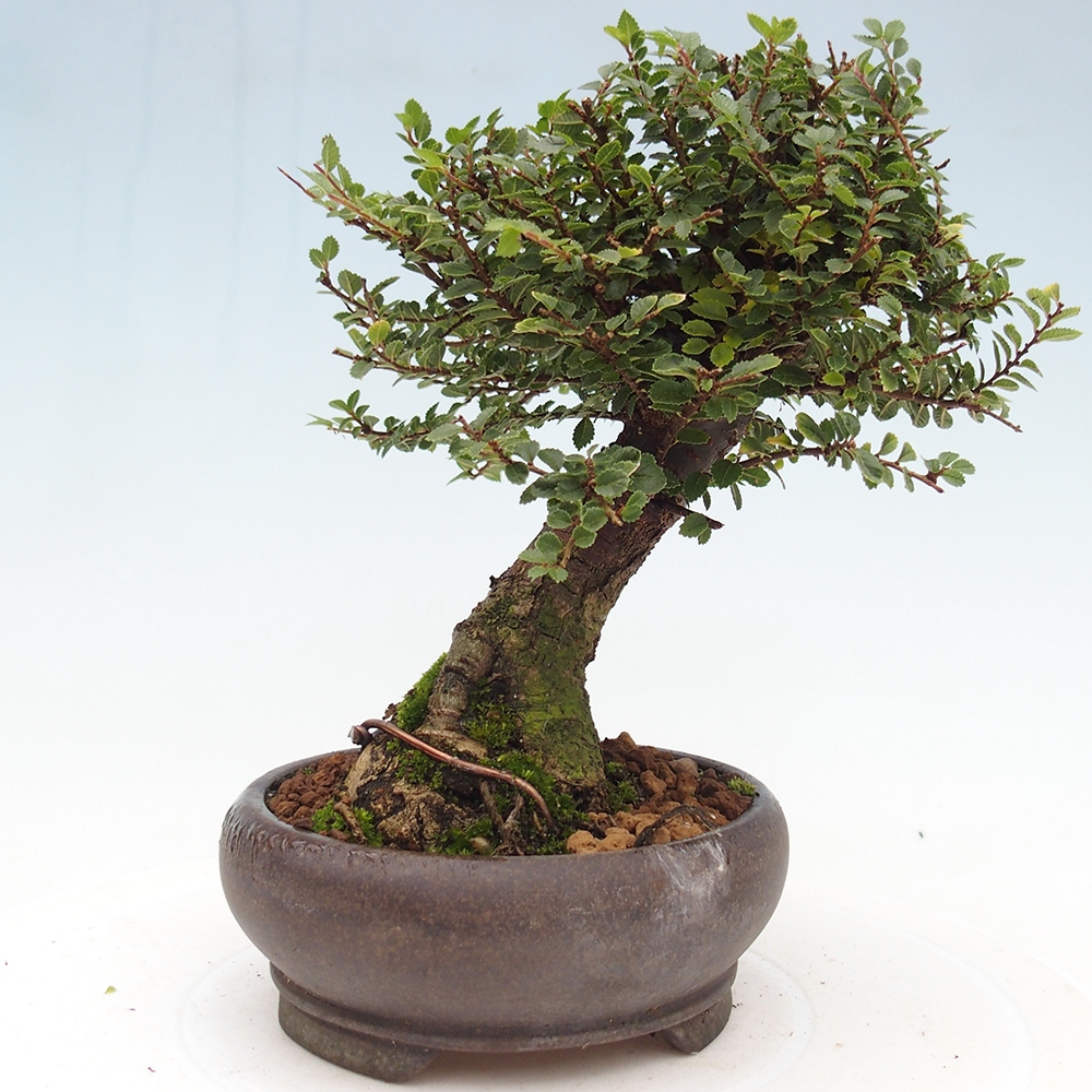 Bonsai voor buiten - Ulmus parvifolia Hokkaido - Chinese iep