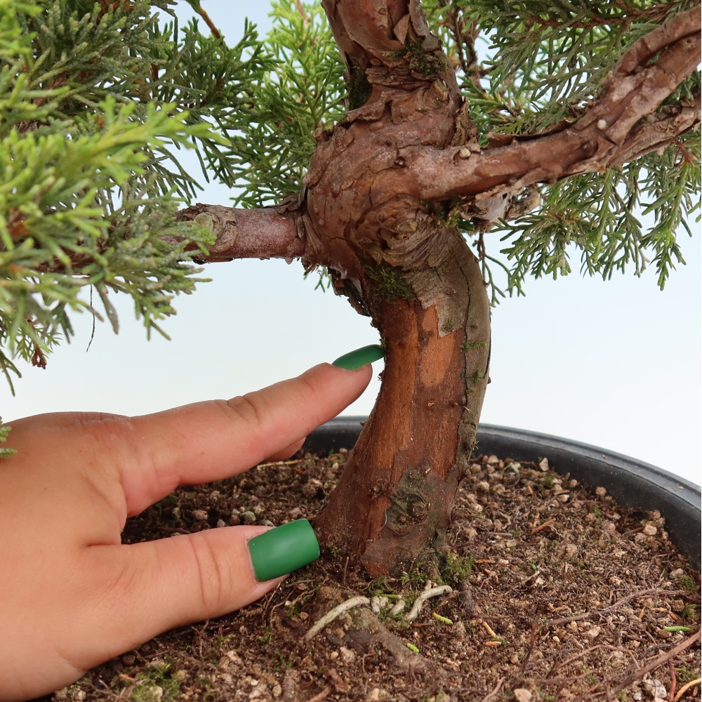 Bonsai voor buiten - Juniperus chinensis Itoigawa-Juniperus chinensis
