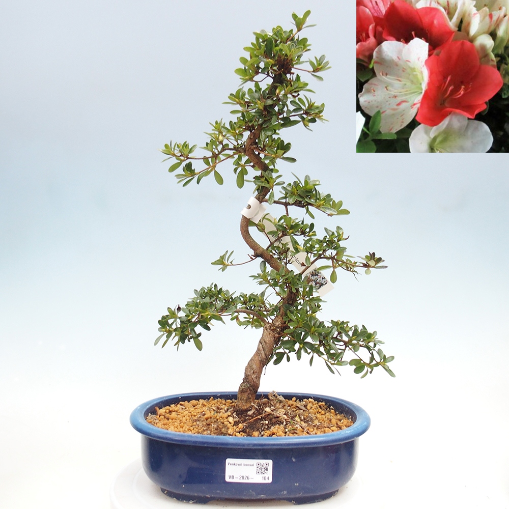 Bonsai voor buiten - Japanse azalea - Azalea Asahi-no-izumi