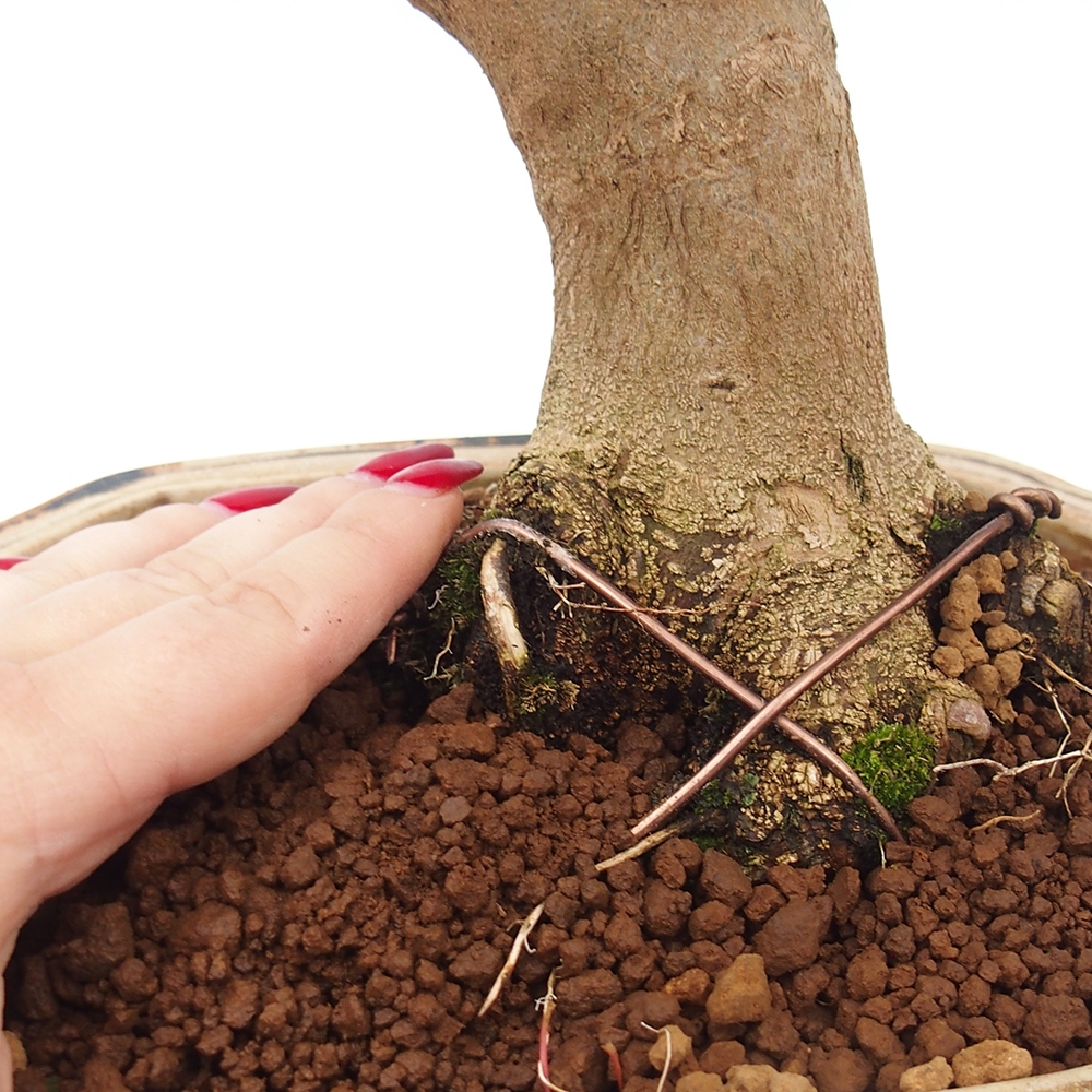 Bonsai voor buiten - Acer Buergerianum - Burgeresdoorn