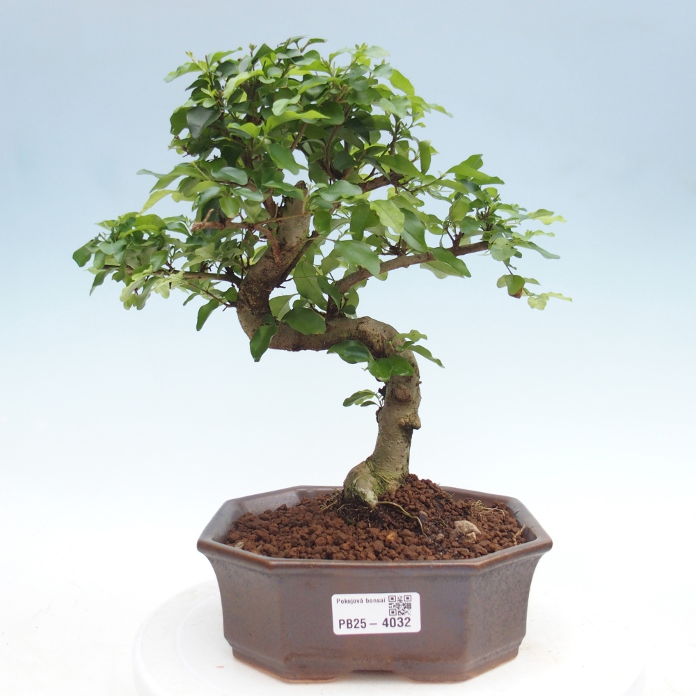 Kamerbonsai -Ligustrum chinensis - Vogelsnavel