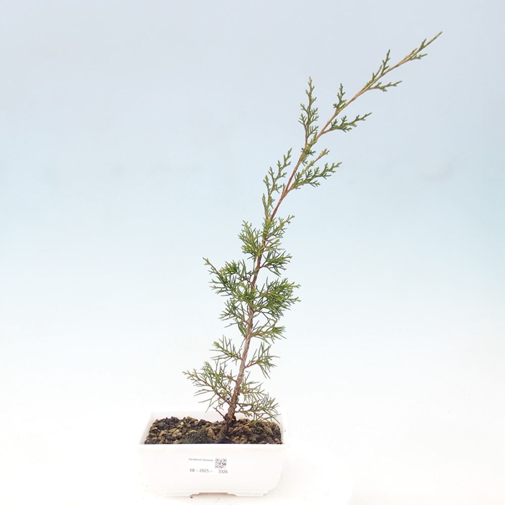 Bonsai voor buiten - Juniperus chinensis Itoigawa