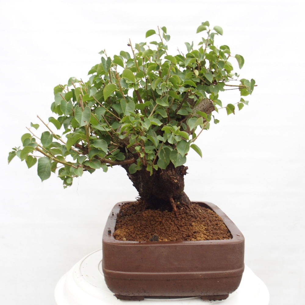 Bonsai voor buiten - Mahalebka - Prunus mahaleb