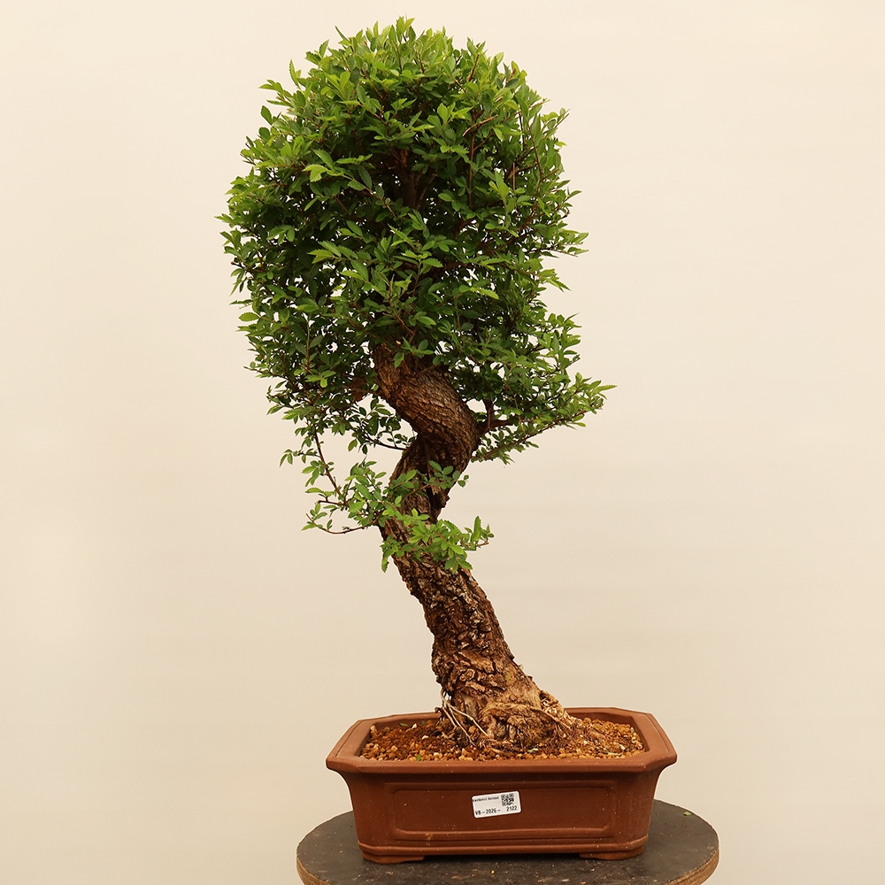 Bonsai voor buiten - Zelkova - Zelkova NIRE