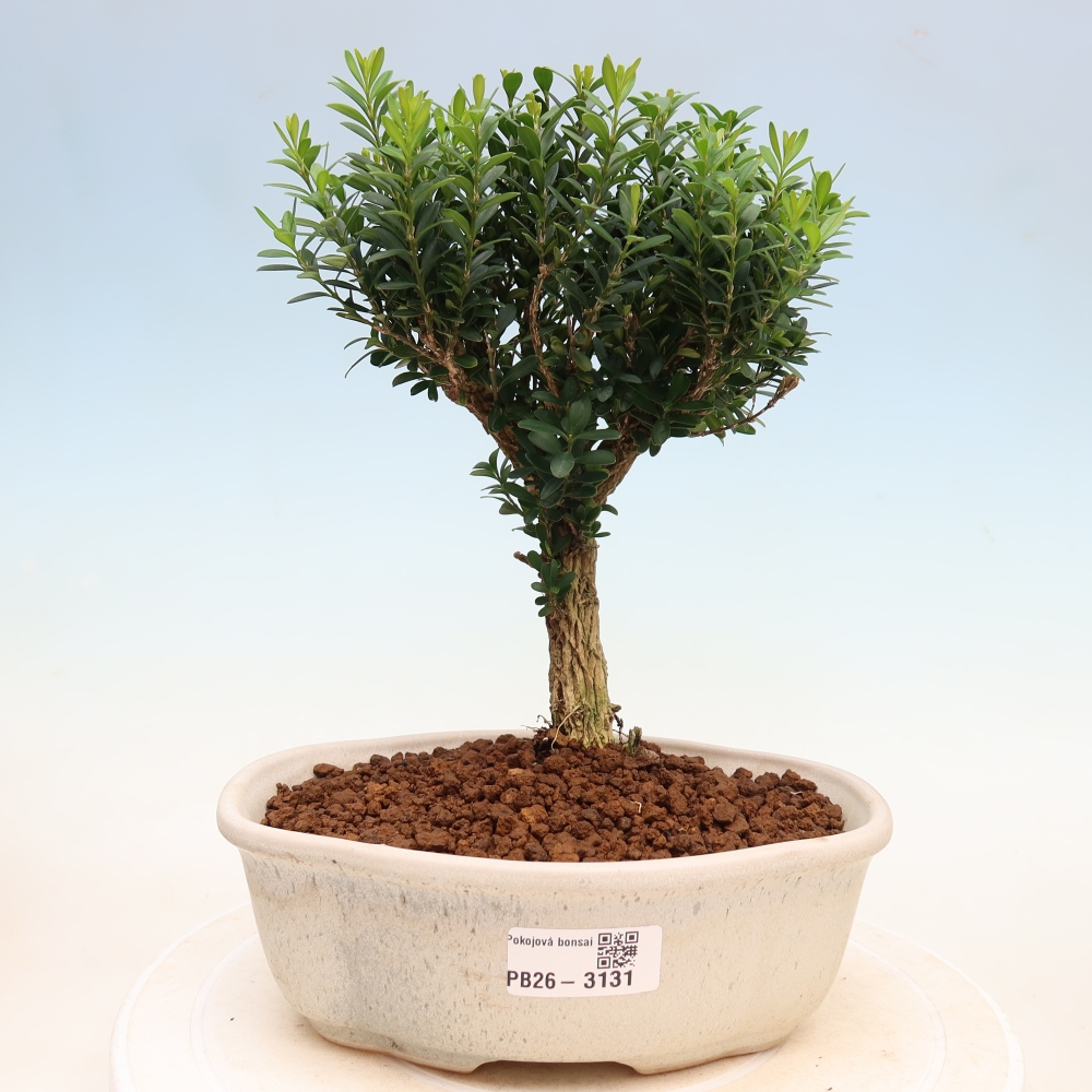 Kamerbonsai - Buxus harlandii - kurk buxus