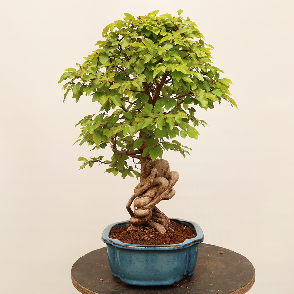 Bonsai voor buiten -Carpinus Coreana - Koreaanse haagbeuk