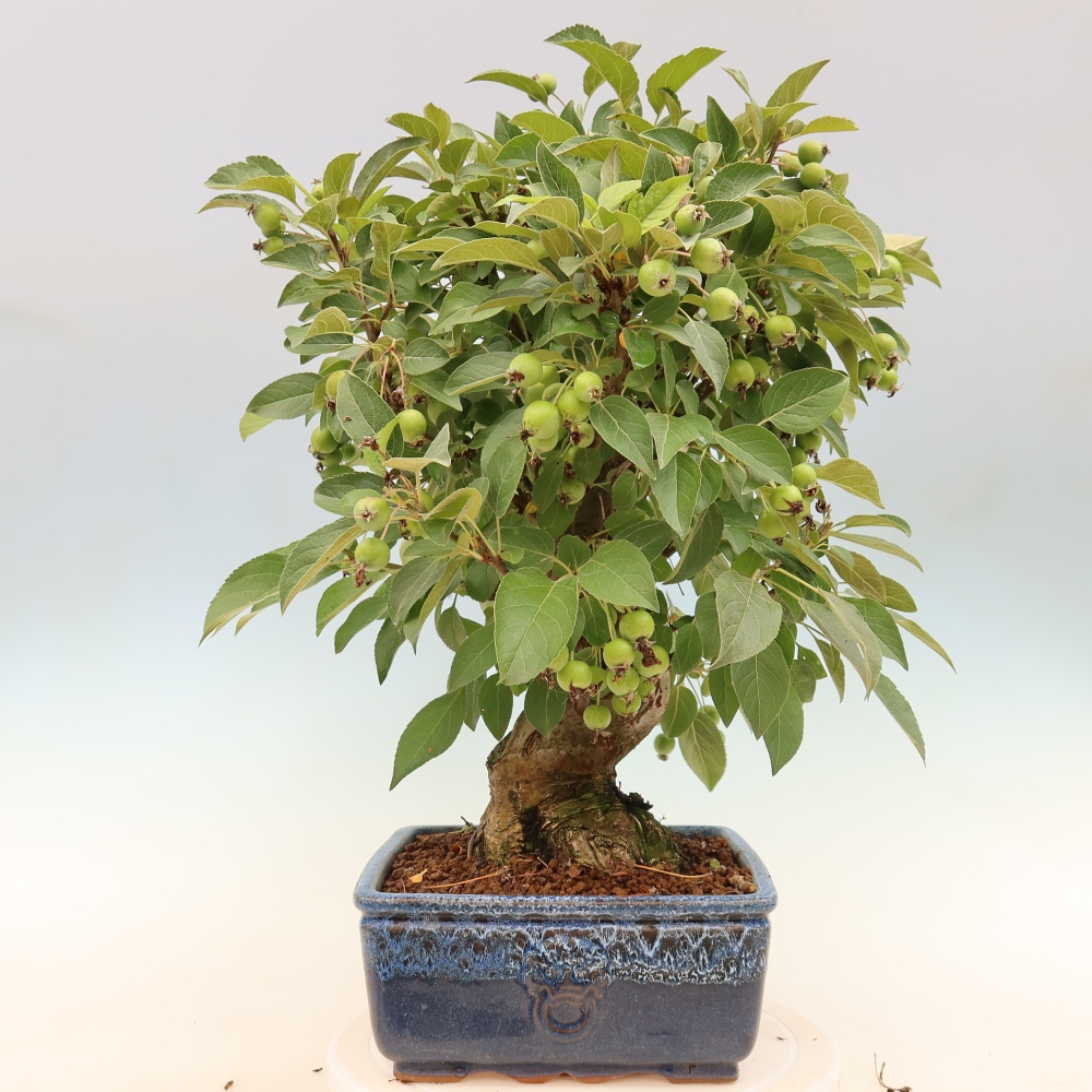 Bonsai voor buiten -Malus halliana - Appelboom met kleine vruchten