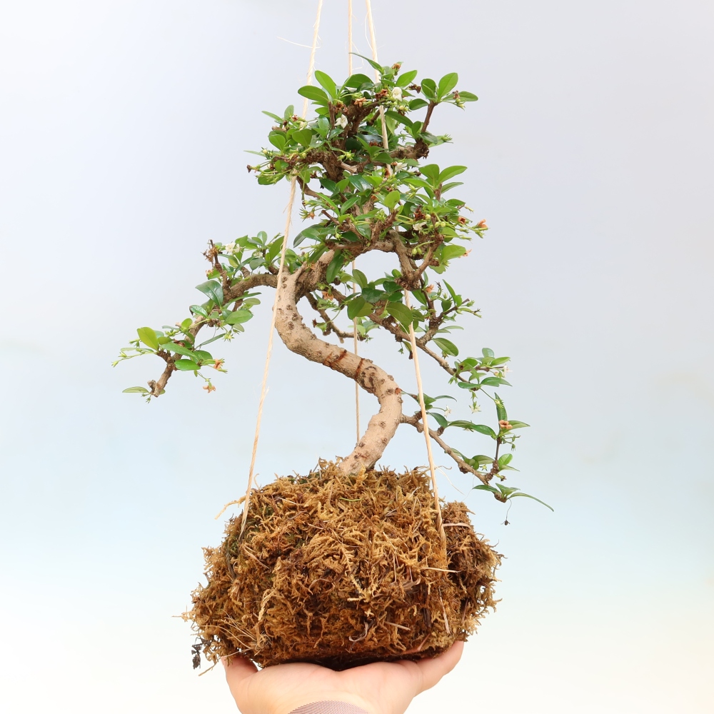 Kokedama in keramiek - Tea-fuki - Carmona macrophylla