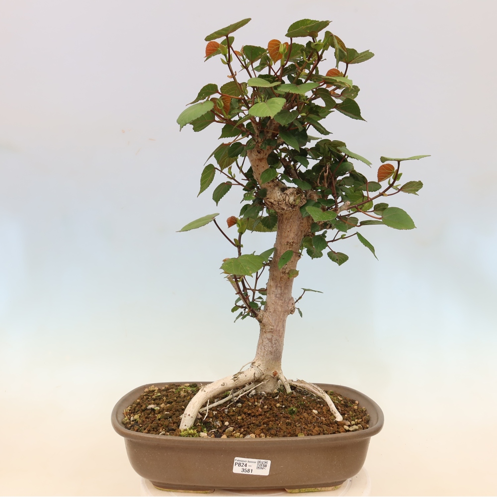 Bonsai voor binnen - Hibiscus tiliaceus - Zee Hibiscus
