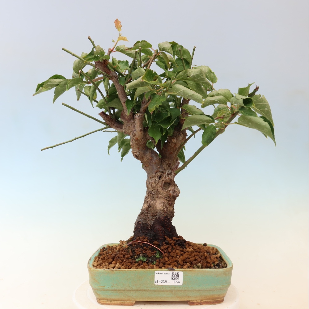 Bonsai voor buiten – Japanse abrikoos – Prunus Mume