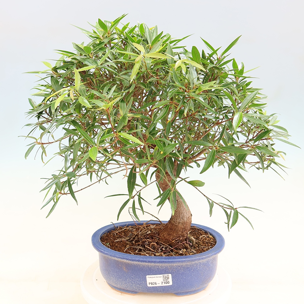 Kamerbonsai - Ficus nerifolia - kleinbladige ficus