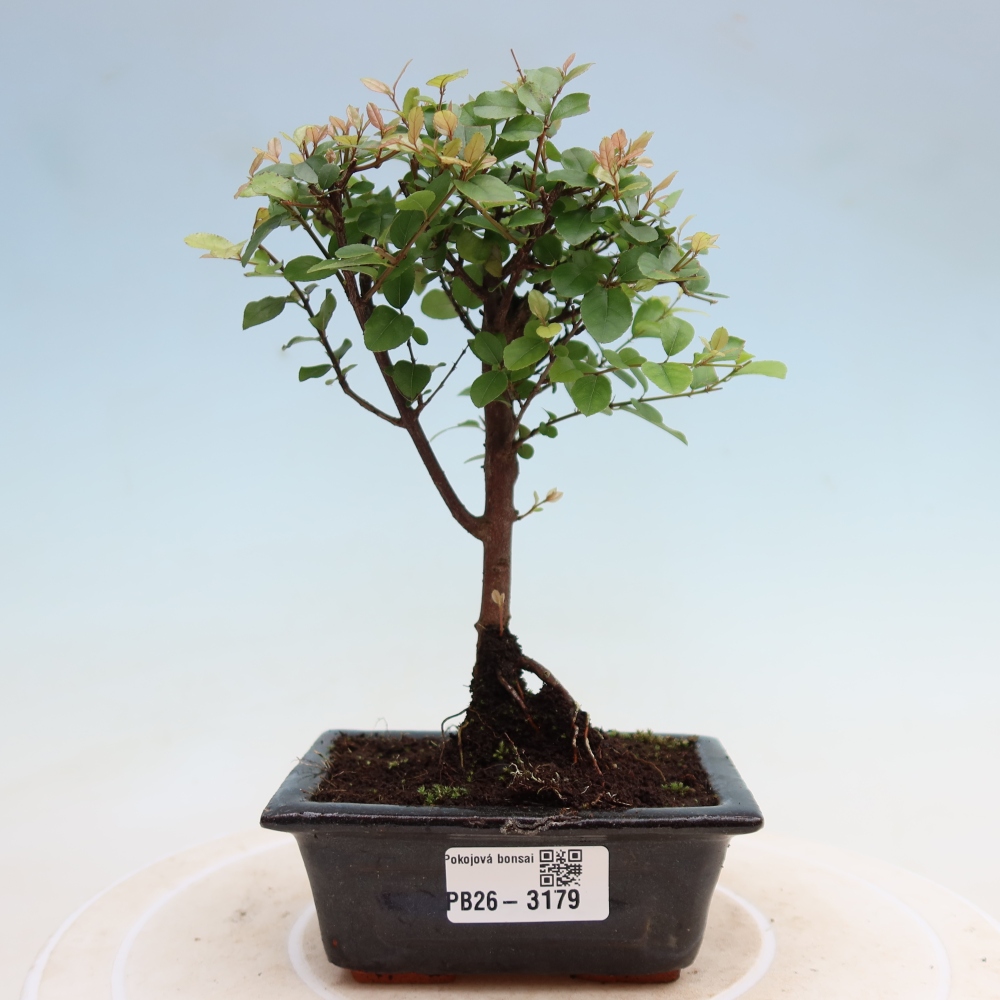 Kamerbonsai - Sageretia thea - Sageretia thea