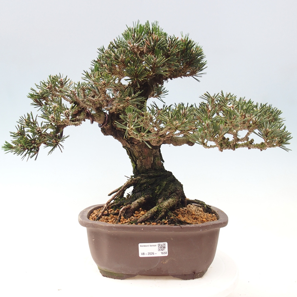 Bonsai voor buiten - Pinus thunbergii Kotobuki - Thunberg den