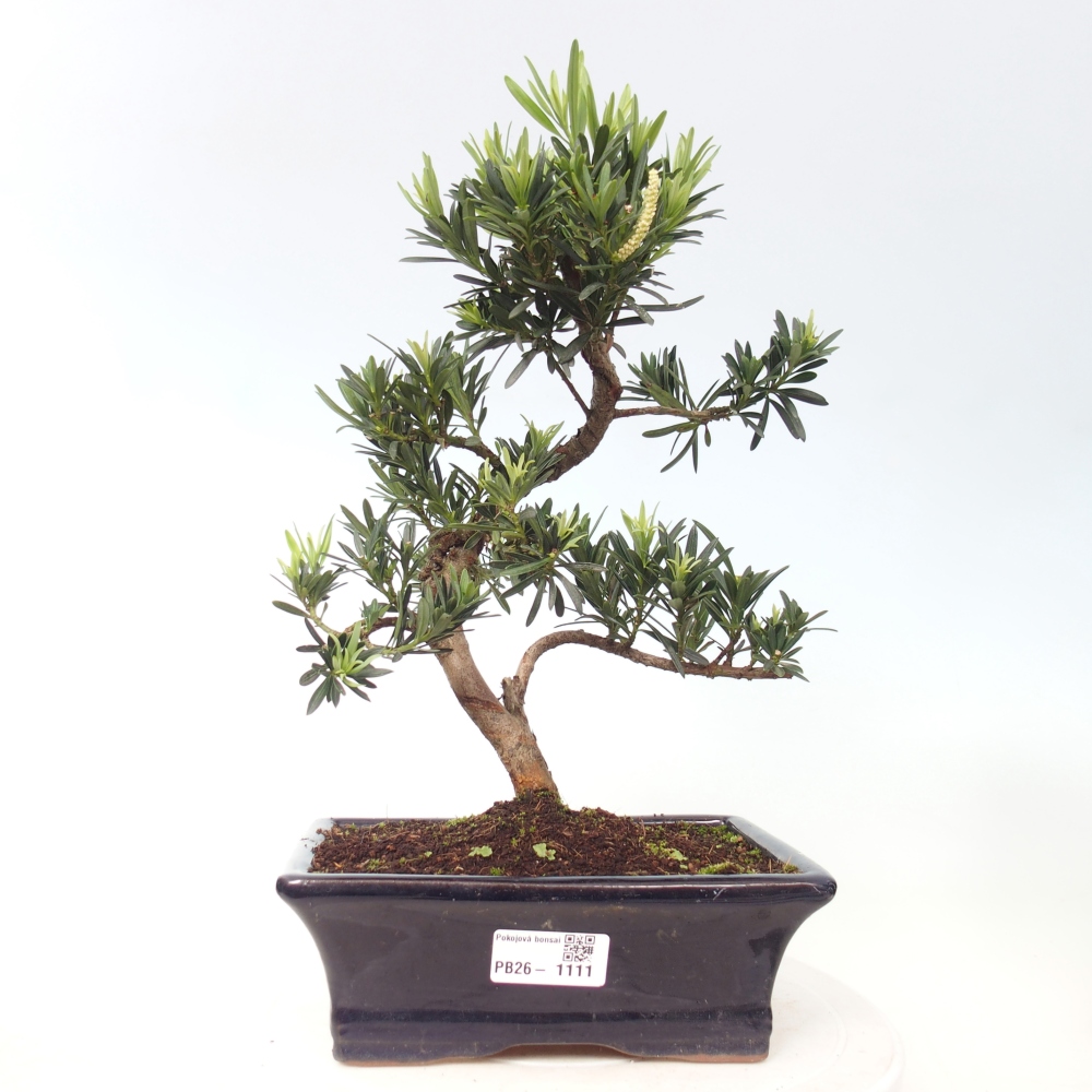 Kamerbonsai - Podocarpus - Taxus
