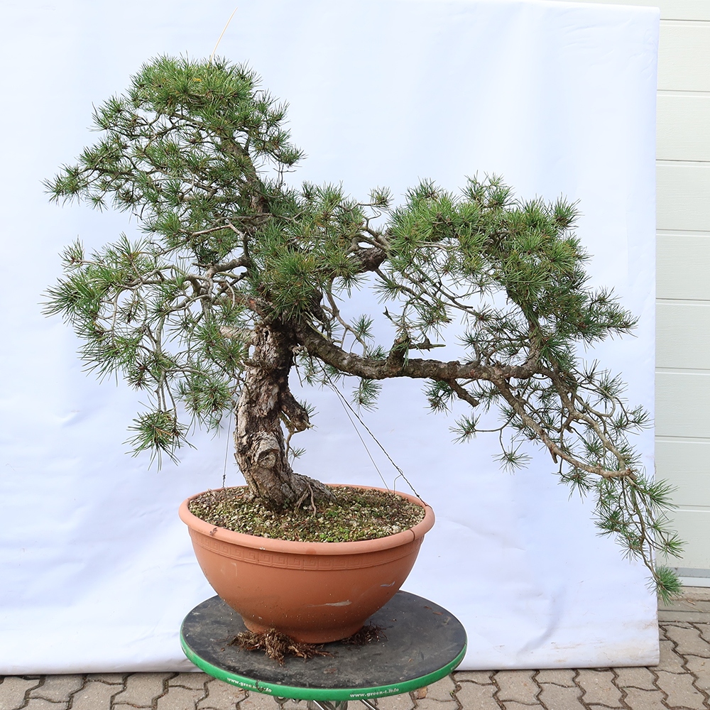 Pinus sylvestris Spanje - grove den