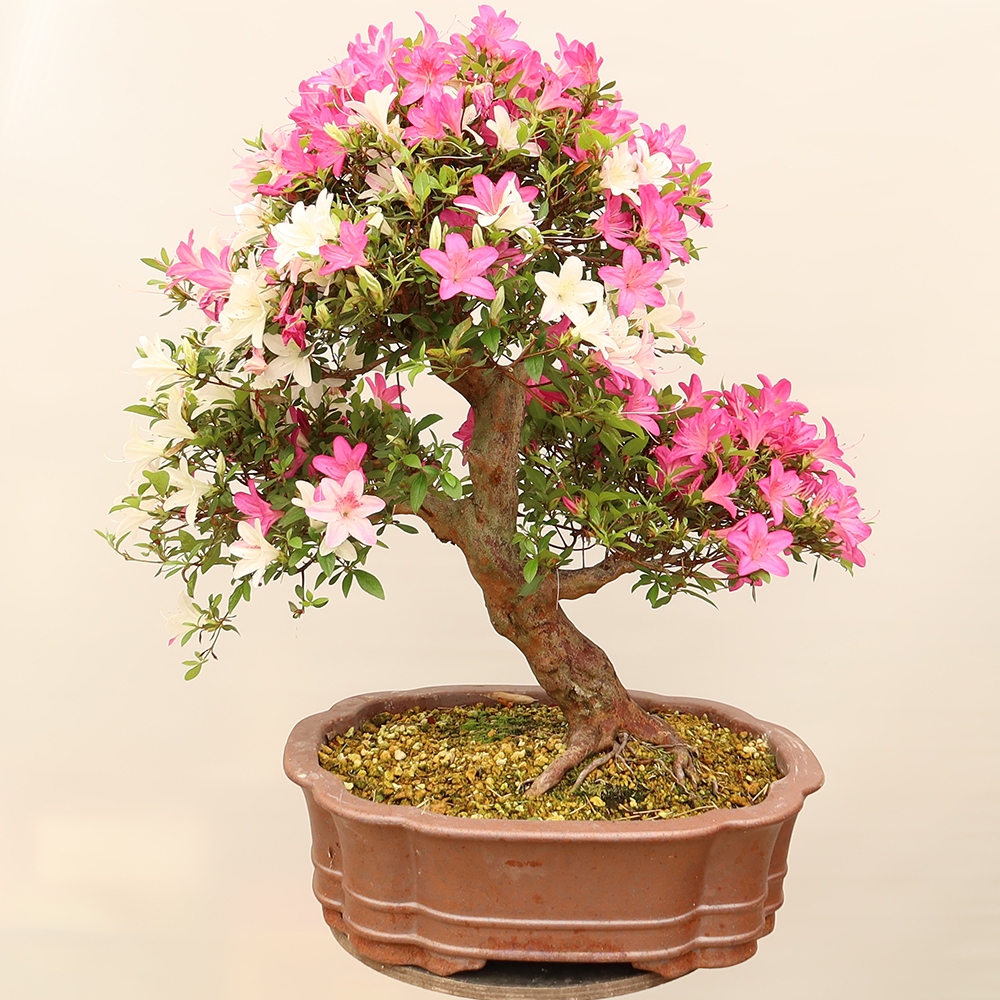 Bonsai voor buiten - Japanse Azalea - Azalea Miyabihime