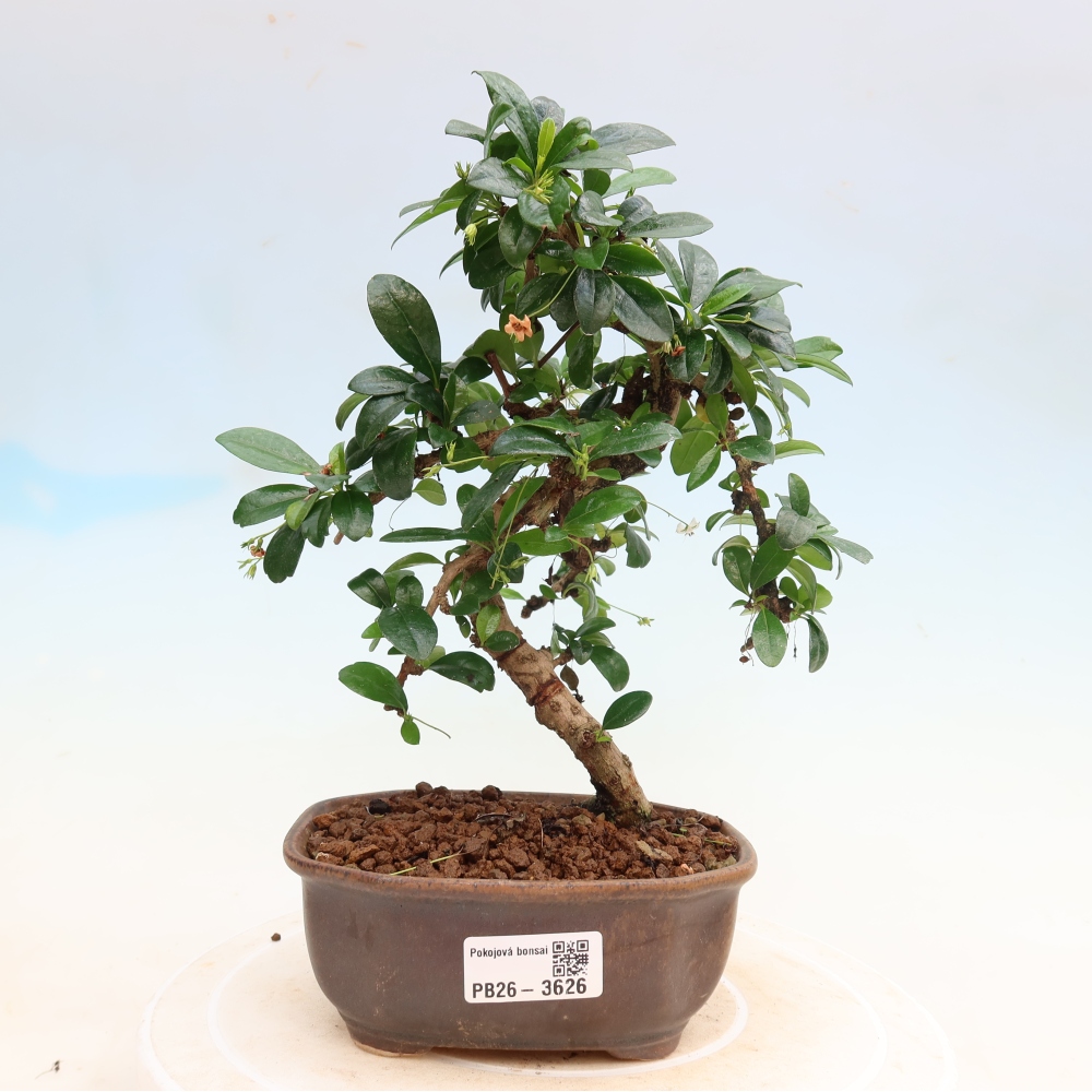 Kamerbonsai - Carmona macrophylla - Thee fuki