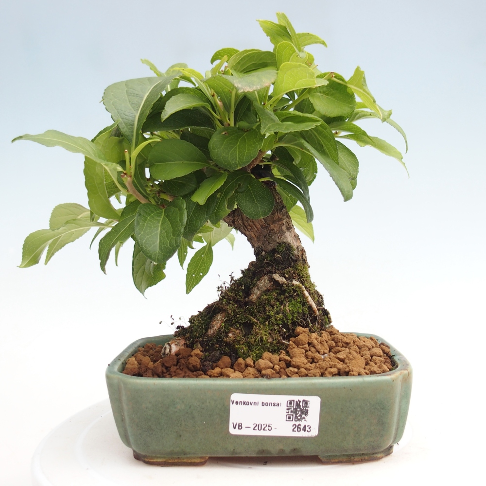 Bonsai voor buiten - Celastrus orbiculatus