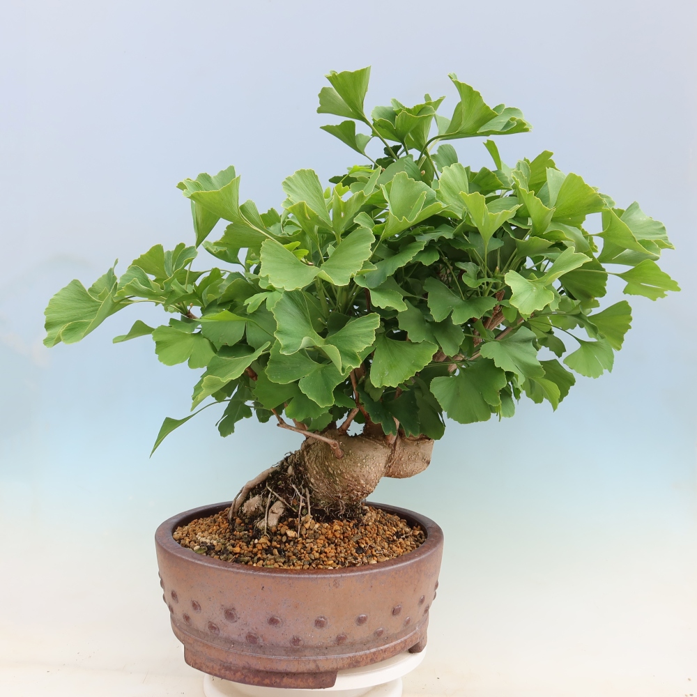 Bonsai voor buiten - Ginkgo biloba