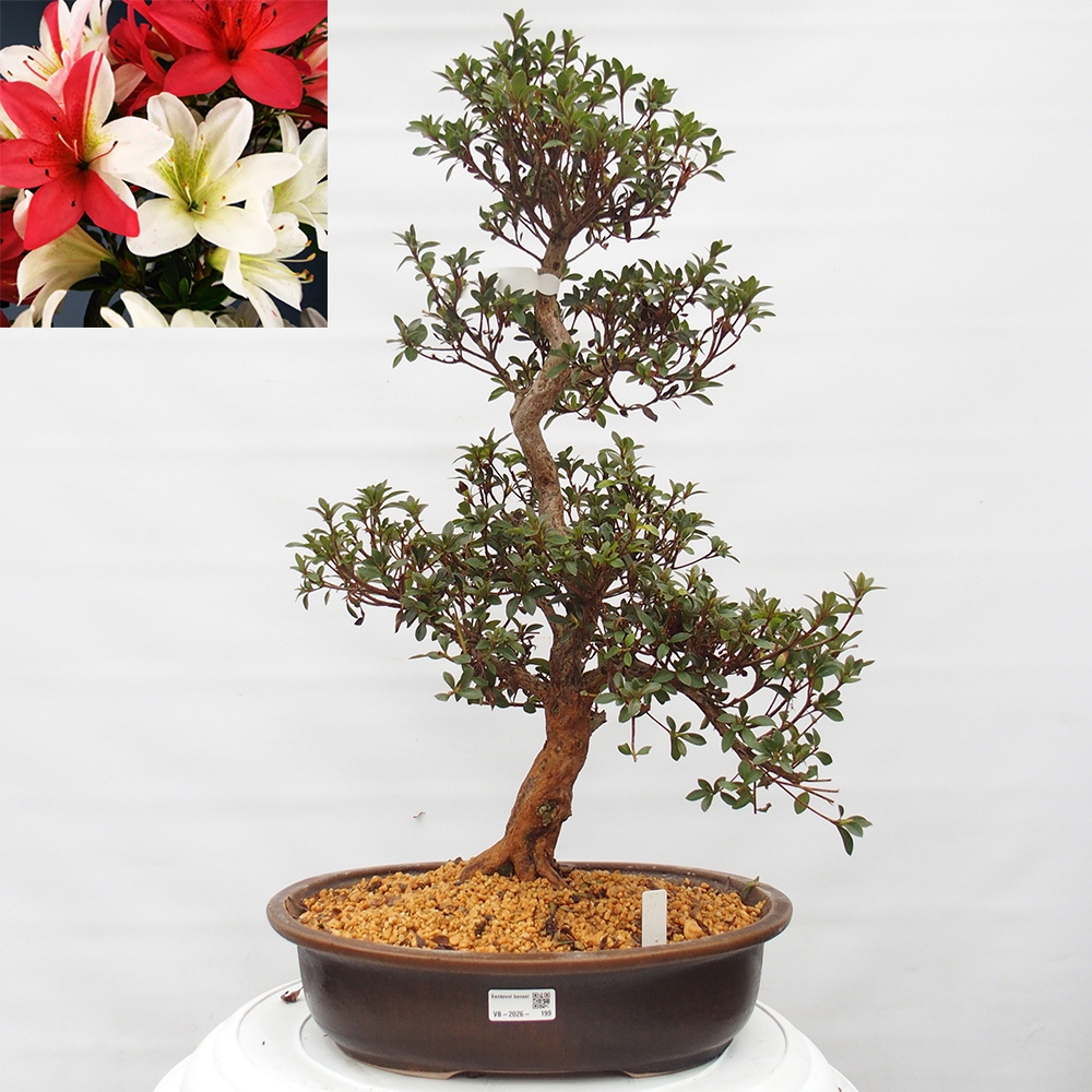 Bonsai voor buiten - Japanse Azalea - Azalea Hanatsuzuri