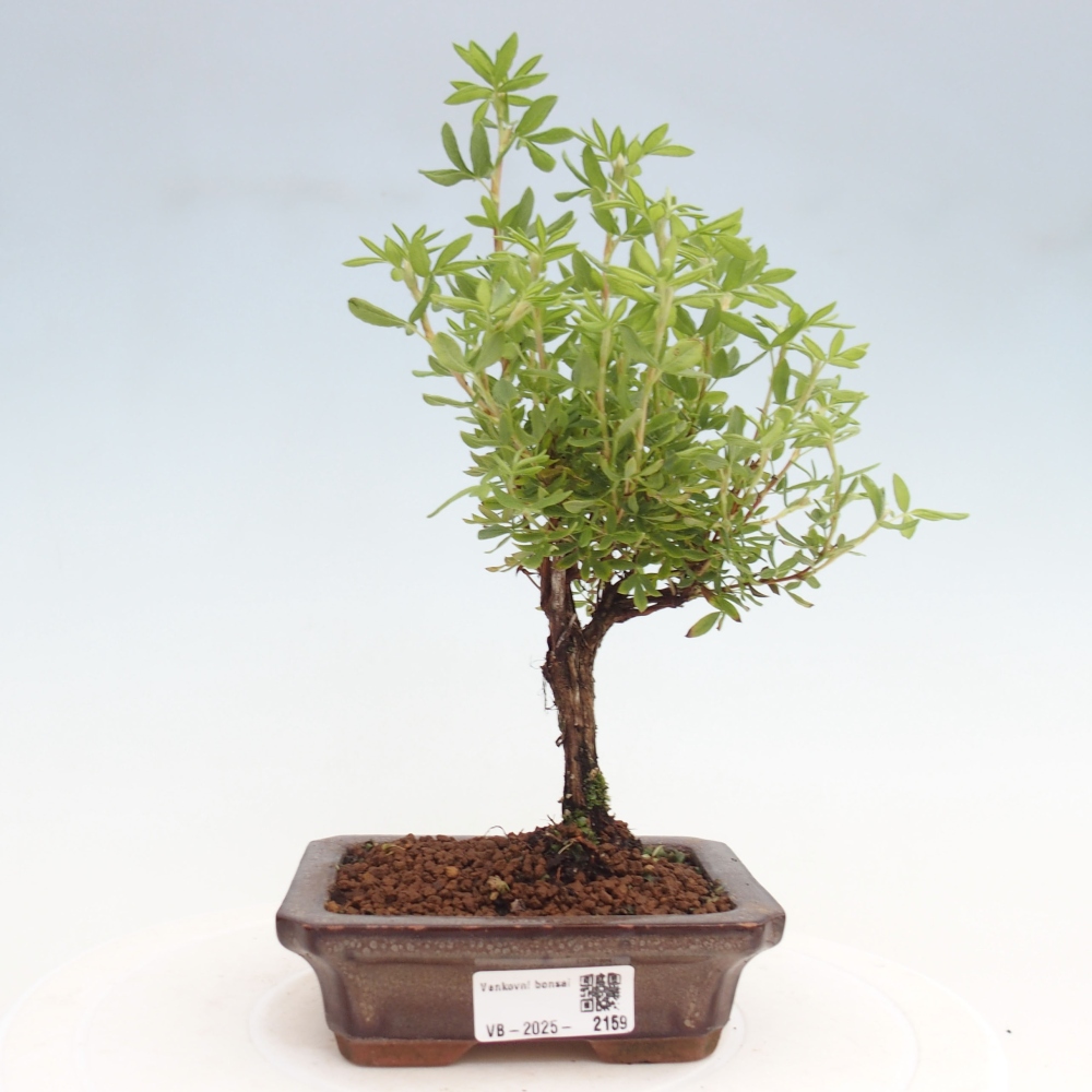 Bonsai voor buiten - Potentila fruticosa gele vogel