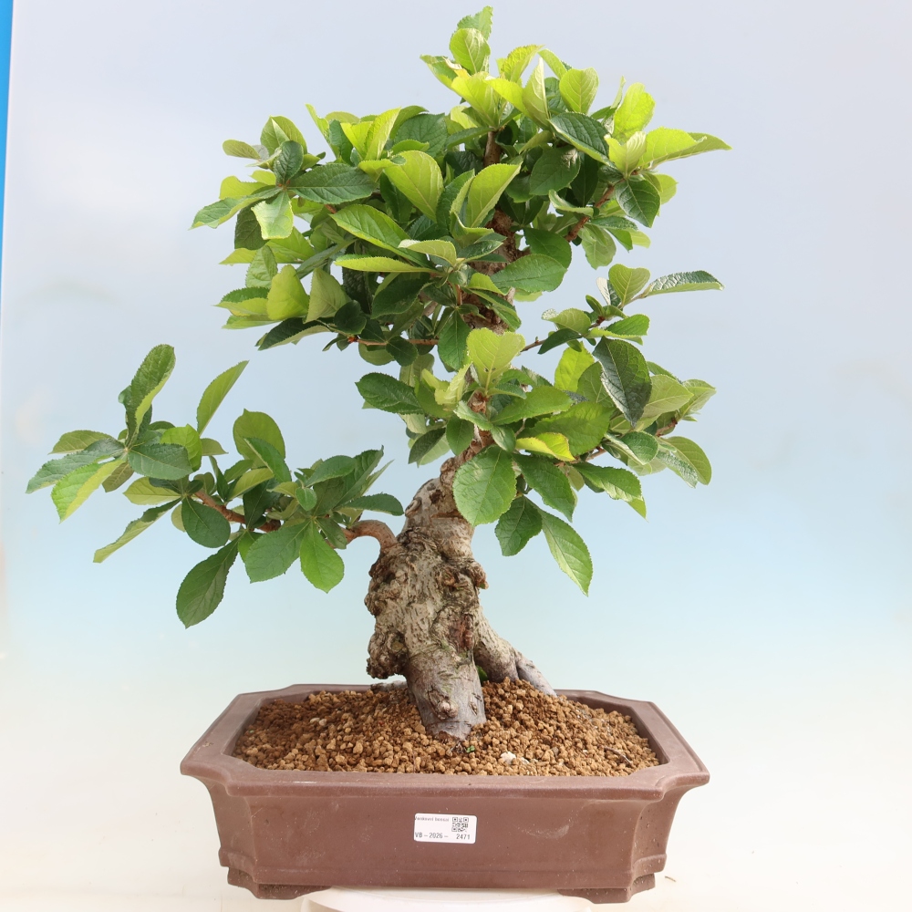 Bonsai voor buiten - Photinia villosa
