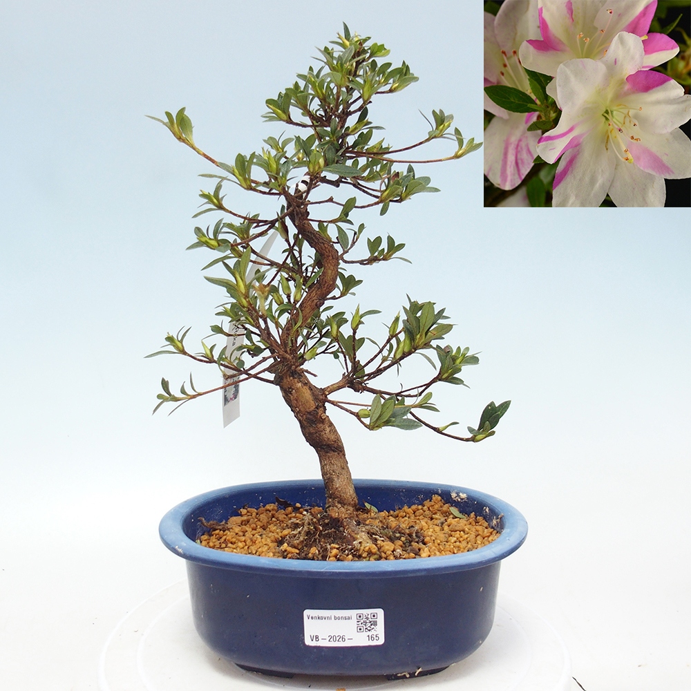 Bonsai voor buiten - Japanse Azalea - Azalea Hand