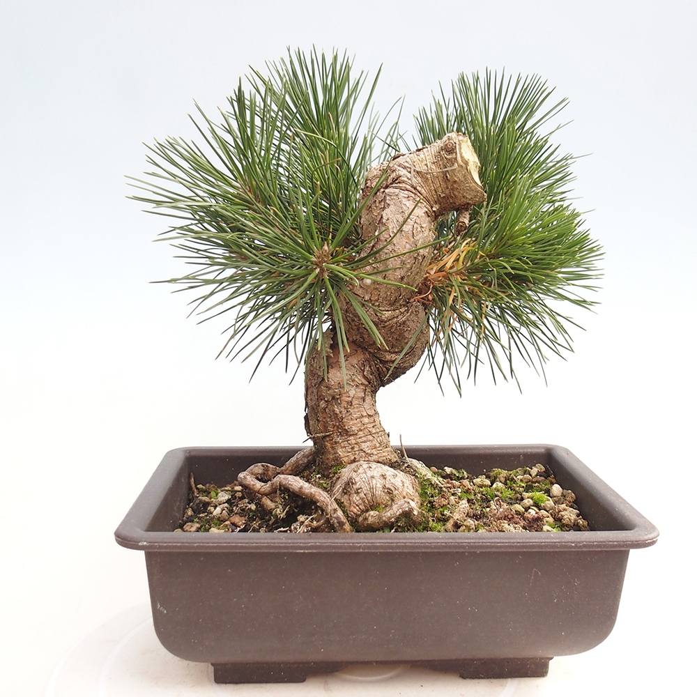 Bonsai voor buiten - Pinus thunbergii - Thunberg den