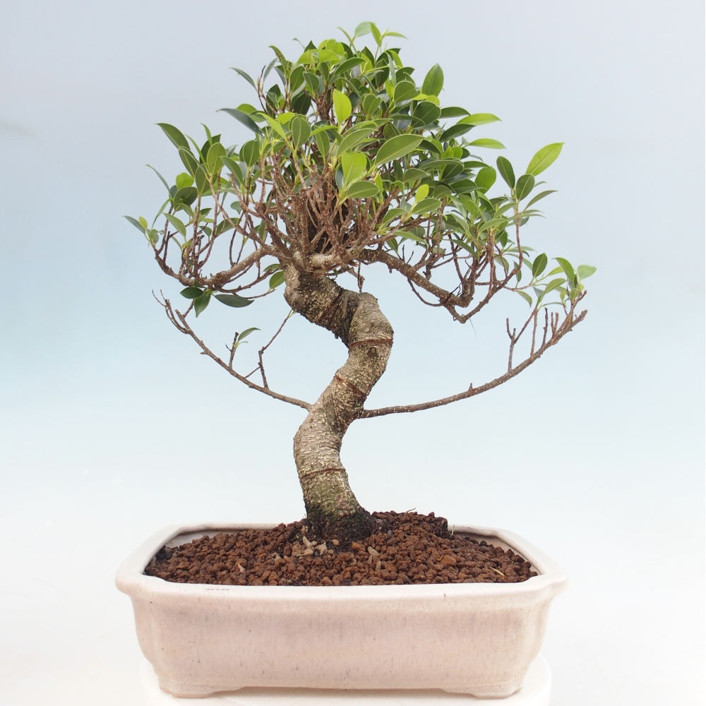 Kamerbonsai - Ficus kimmen - kleinbladige ficus