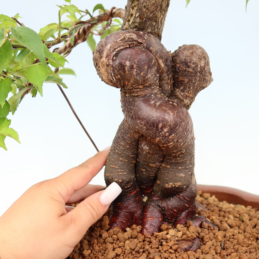 Bonsai voor buiten – Japanse abrikoos – Prunus Mume