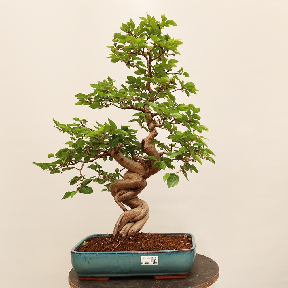 Bonsai voor buiten -Carpinus Coreana - Koreaanse haagbeuk