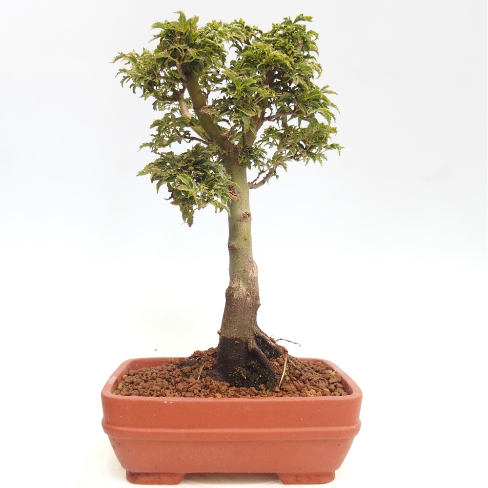 Bonsai voor buiten -Javor palm Acer palmatum Shishigashira
