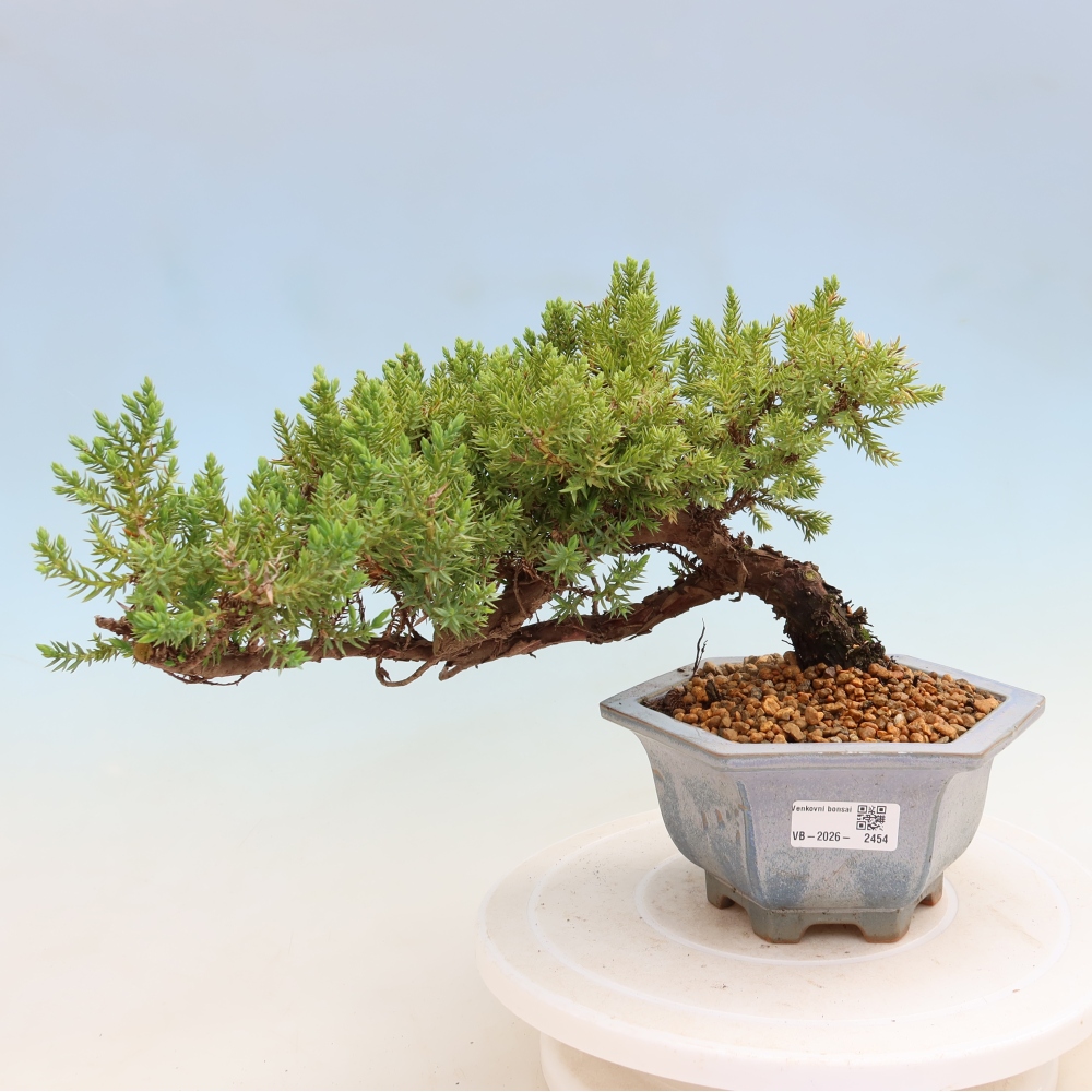 Bonsai voor buiten - Juniperus procumbens - Juniperus procumbens
