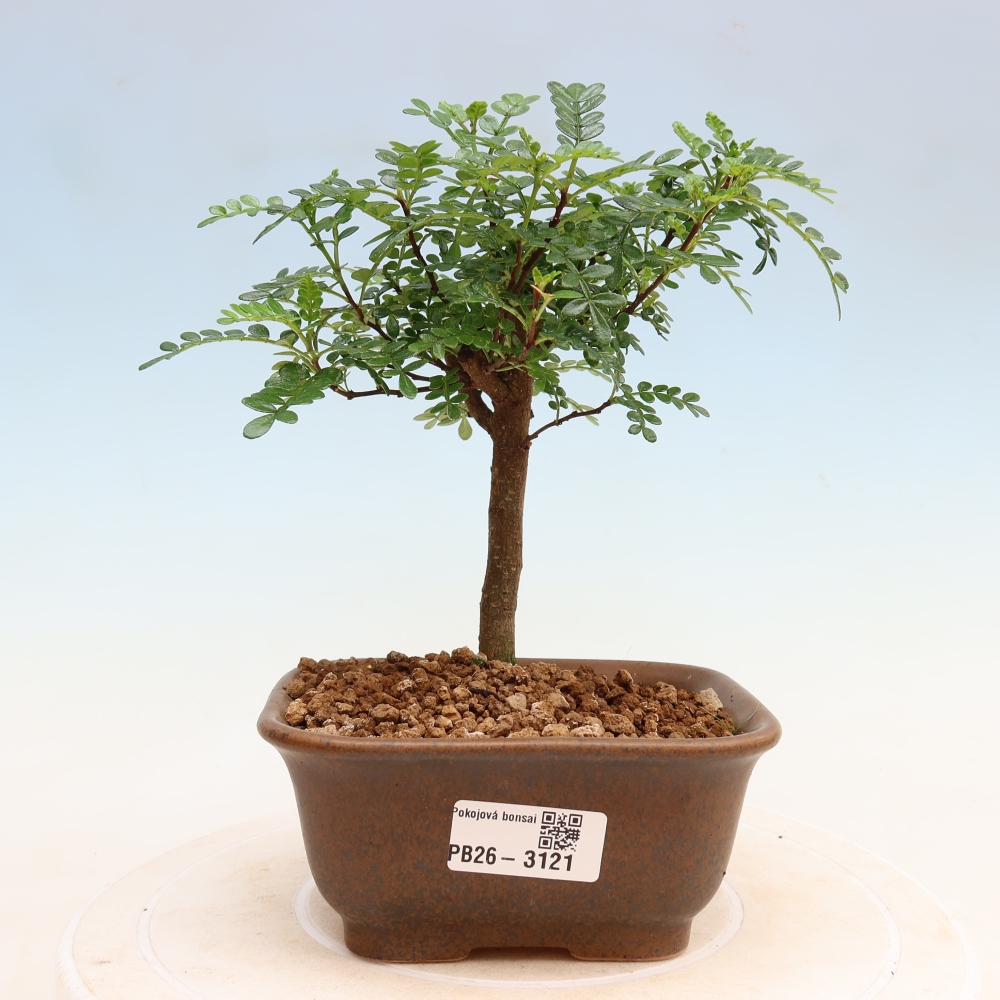 Kamerbonsai - Zantoxylum piperitum - peperboom