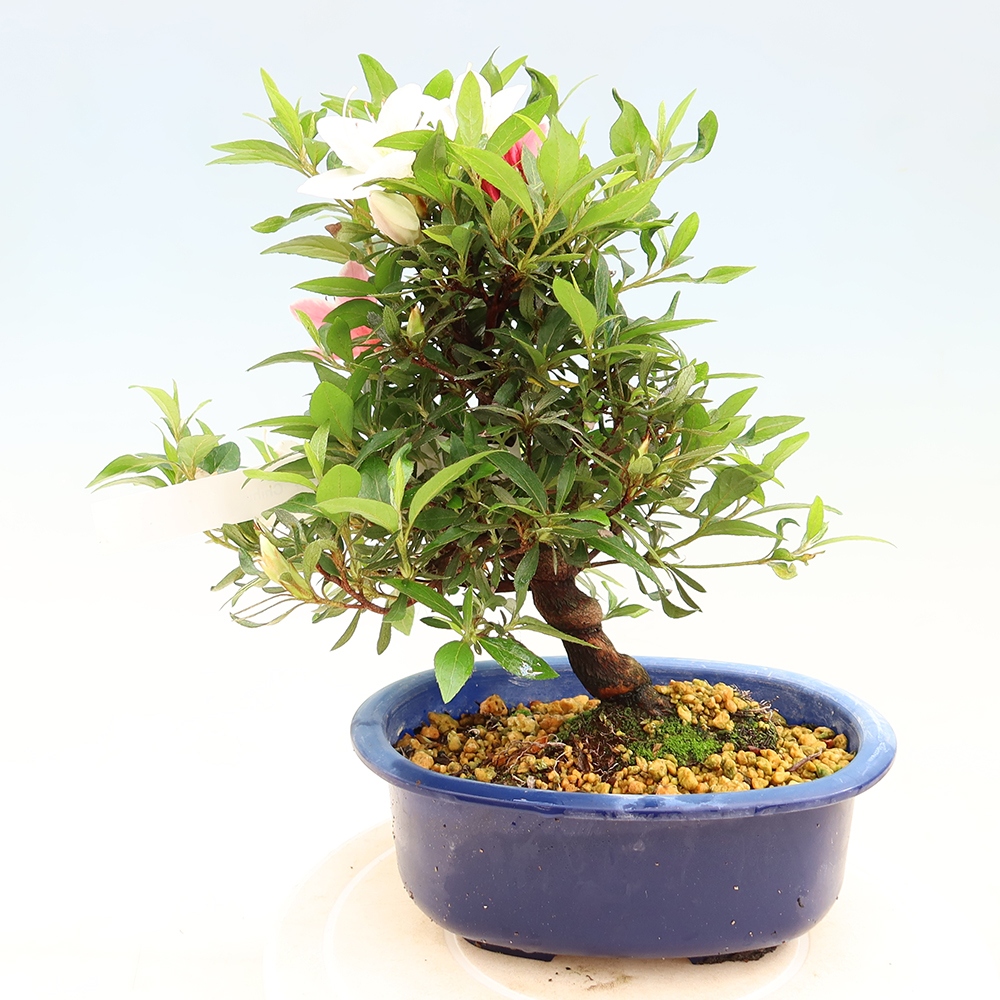 Bonsai voor buiten - Japanse azalea - Azalea CHIHIRO