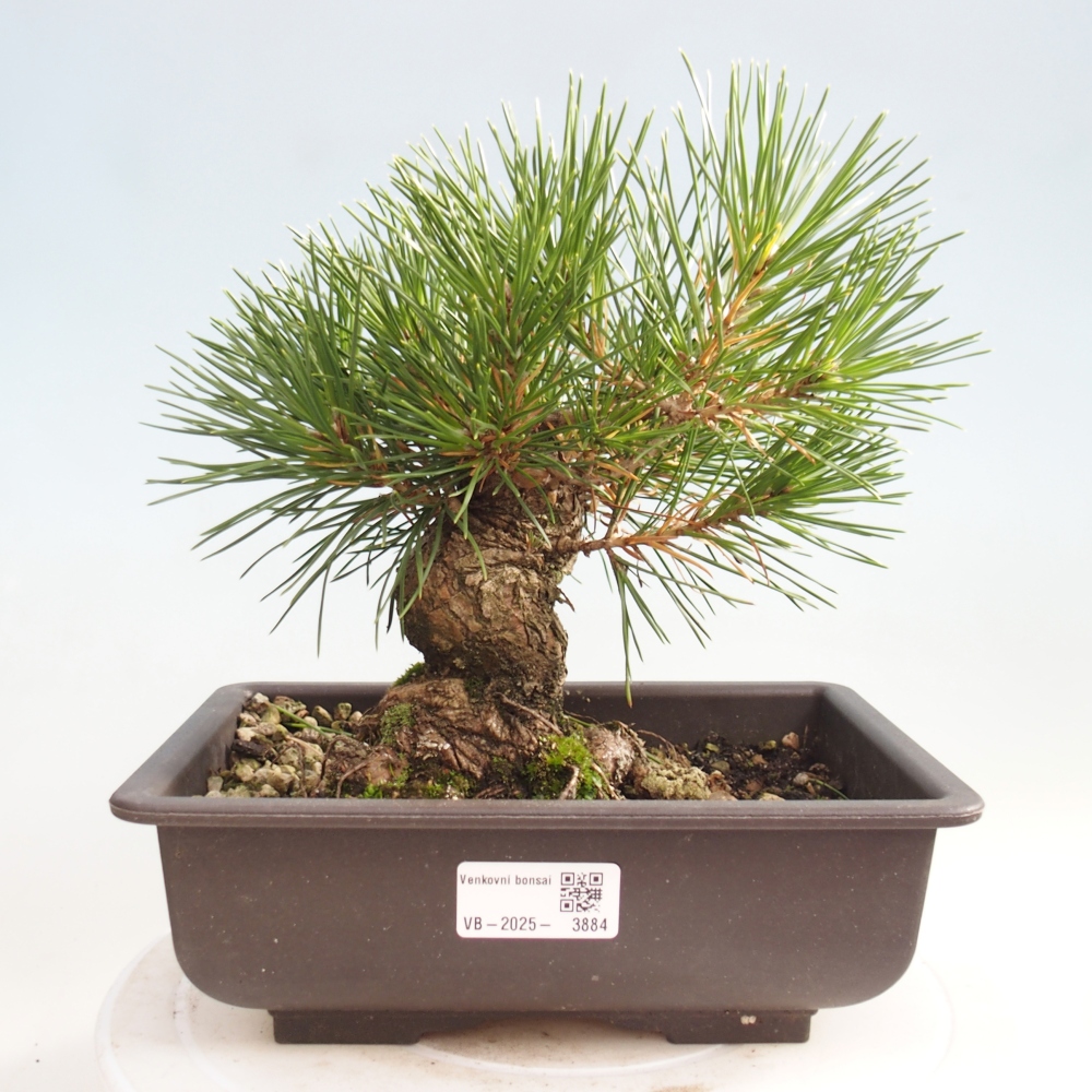Bonsai voor buiten - Pinus thunbergii - Thunberg den